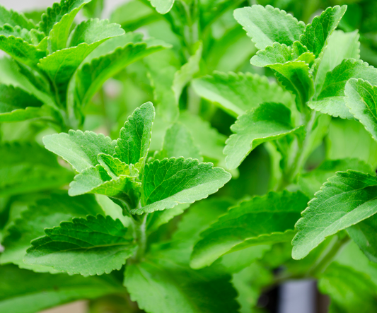7 amazing facts about the Stevia Plant